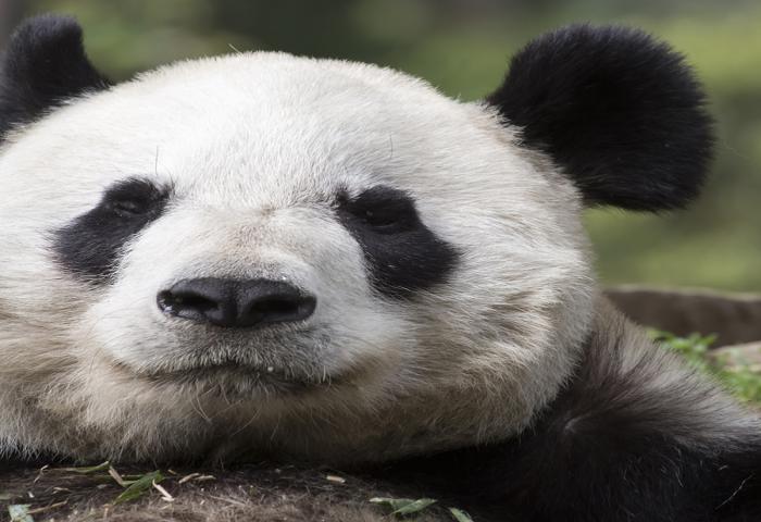 Sepasang Panda Raksasa Tiba di Indonesia Dari China